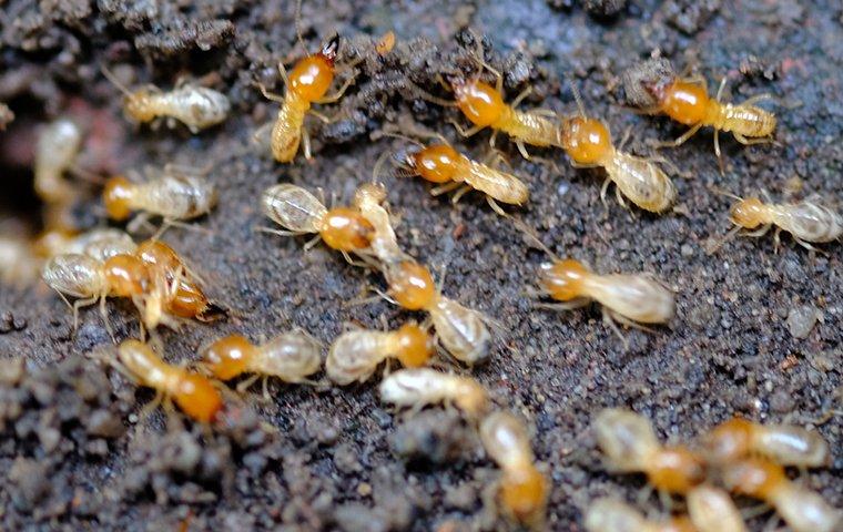 Termite Season 101: How To Be Sure Your Wilmington Home Is Ready